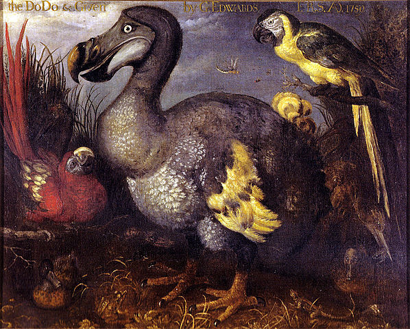 El dodo