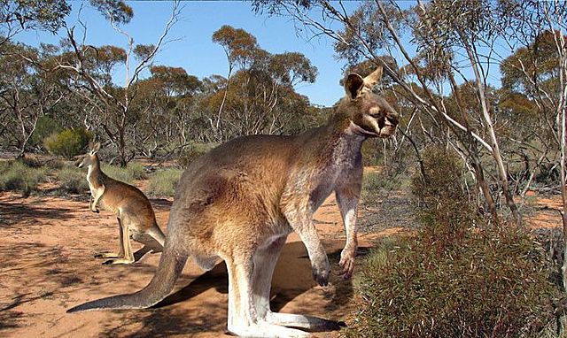 Canguro gigante de cara corta
