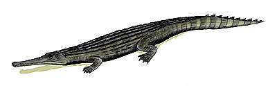 Cerrejonisuchus improcerus