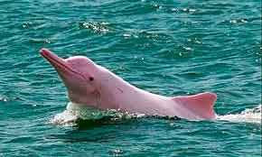 Delfín rosado.