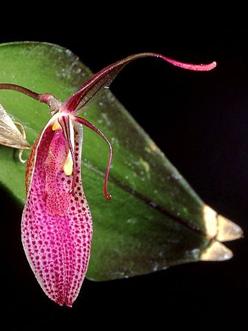 Restrepia pandurata