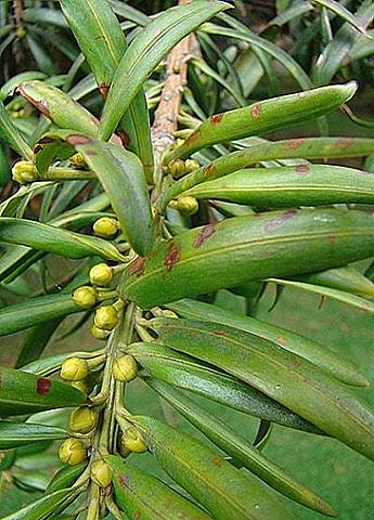 Podocarpus oleifolius
