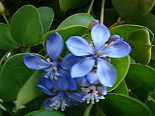 Guaiacum officinale L.