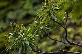 Santalum fernandezianum