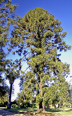 Araucaria mirabilis.