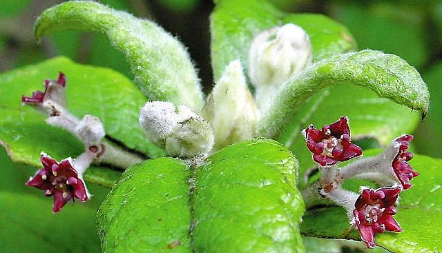 Olivo de Santa Elena o Nesiota.