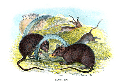 Black Death hits europe