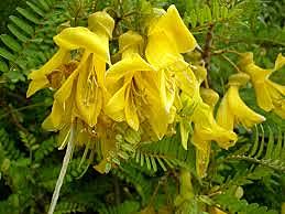 Sophora toromiro.