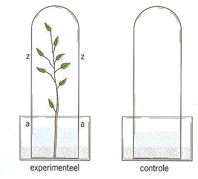 Flujo de materiales a través de las plantas