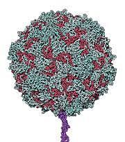 Polio Identified as a Virus (Science)