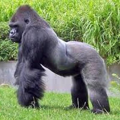 Timeline: mi linea  vital