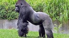 Timeline: mi linea  vital