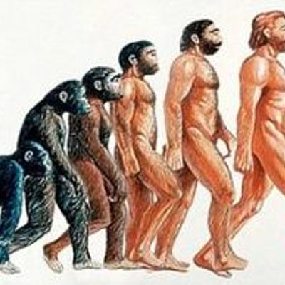 Timeline: Evolución de los homínidos