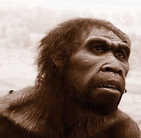 Homo ergaster y Homo erectus