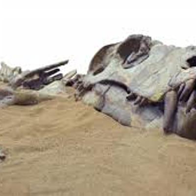 Timeline: Evaluación D1 Biología Juan Manuel Giraldo Narvaez