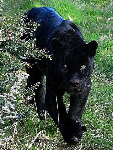 lleopard negre a Àfrica