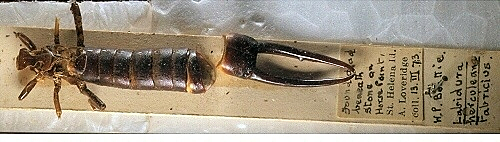 Tijerilla de Santa Elena