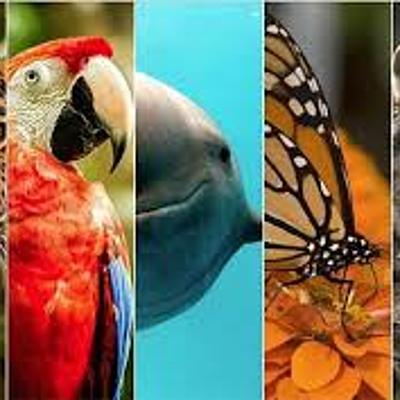 Timeline: Extinción Animal