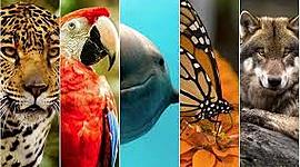 Timeline: Extinción Animal