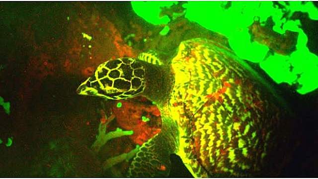 Biofluorescencia en un rèptil
