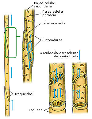 Transporte de sustancias Xilema y Floema