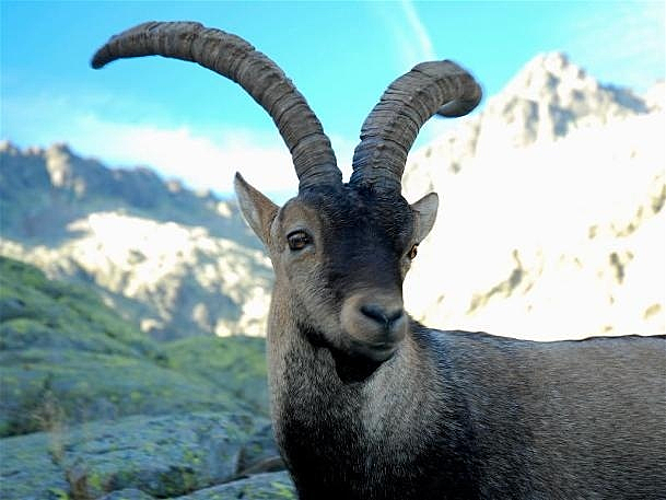 Cabra de los pirineos