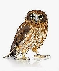 Búho de nueva zelanda