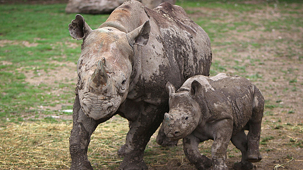 Rinoceronte negro del oeste