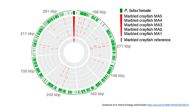 Marmorkrebs genome published
