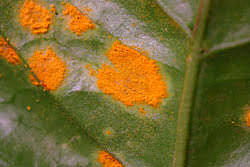 Aparición en Inglaterra de Hemileia vastatrix en Café.