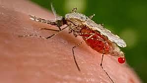 Malaria