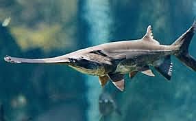 Pez espátula del Yangtsé