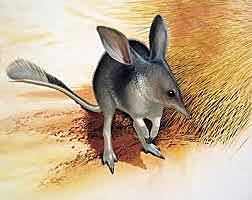 BILBY MENOR