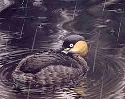 ZAMBULLIDOR DE ALAOTRA