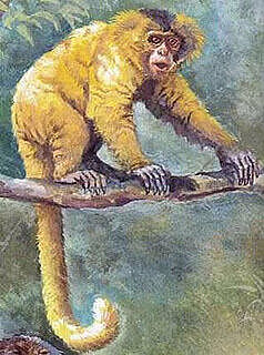 Dolichocebus gaimanensis