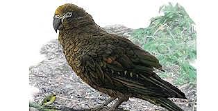 Heracles inexpectatus