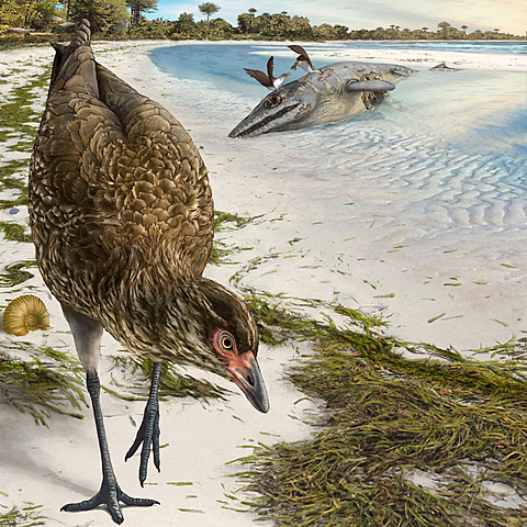 Asteriornis maastrichtensis