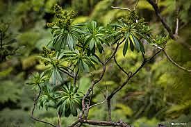 Santalum fernandezianum