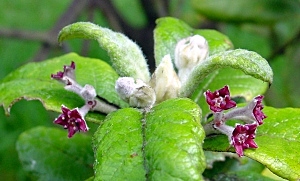 Olivo de Santa Helena