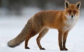 Consumidores secundarios