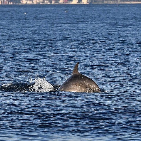 Dolphins take advantage of Turkey's lockdown to explore Istanbul's Bosphorus
