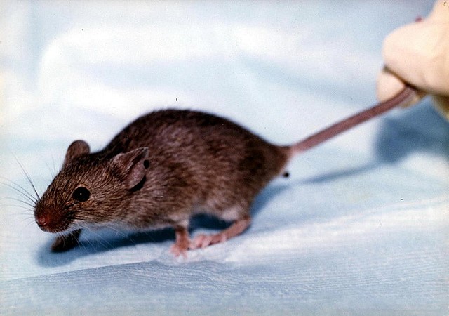 Human antibodies targetting Sars-Cov-2 virus fully isolated.