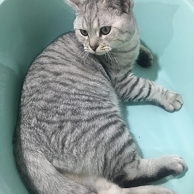 Timeline: Заголовок