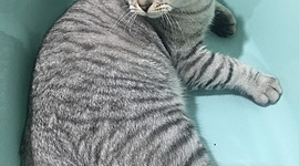 Timeline: Заголовок