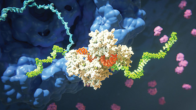 Studies surrounding the use of RNAi therapeutic targeting as a treatment starts.