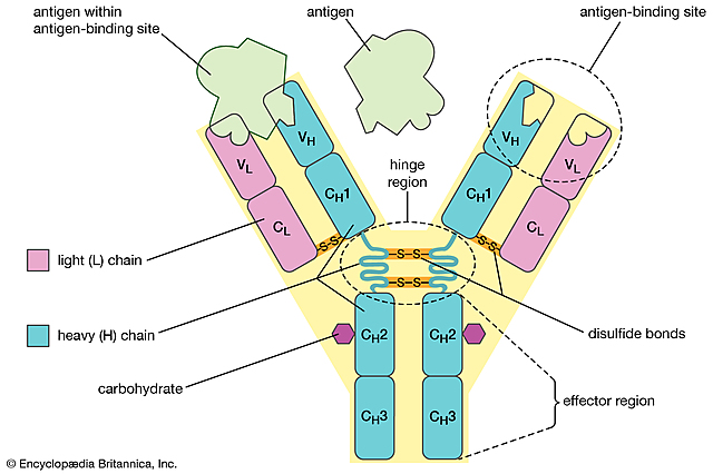 Multiple human monoclonal antibodies identified that have been confirmed to neutralise live Sars-Cov-2 virus.