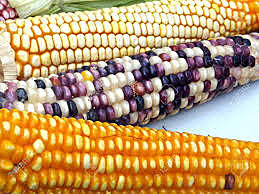 John Lorain creates a hybrid corn