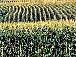 Hybrid Corn was Commercially Feasible