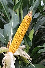 Ht Corn Commercialized