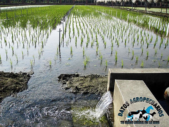 SISTEMA DE RIEGO POR INUNDACION